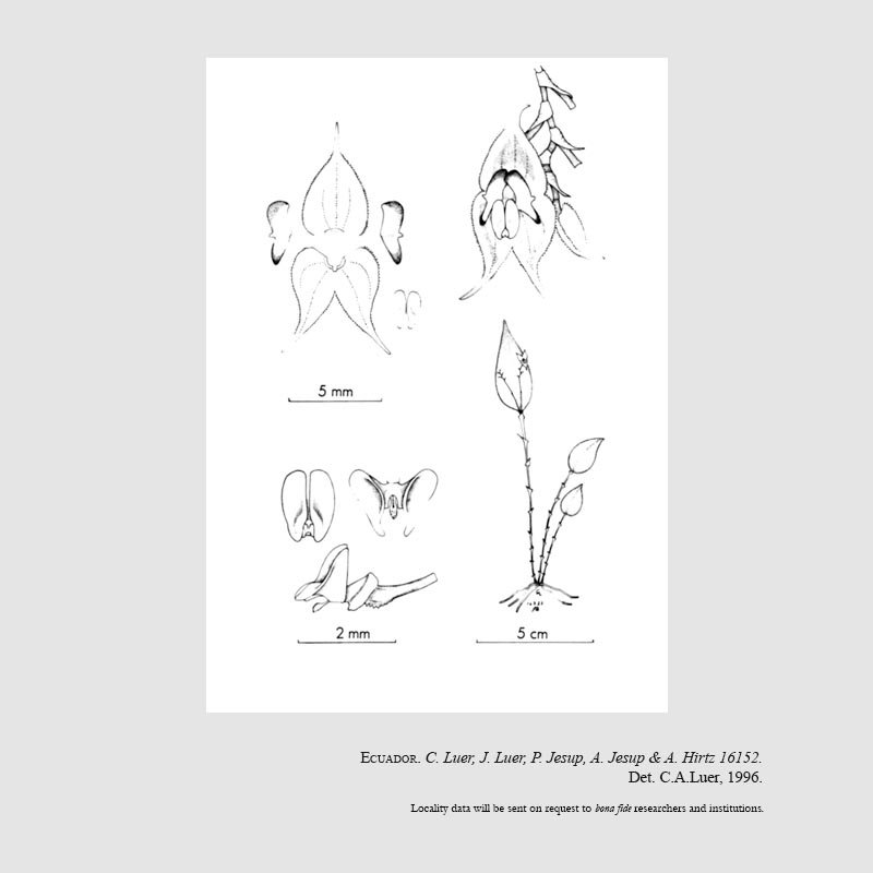 Lepanthes zamorensis