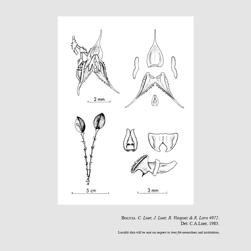 Lepanthes zongoensis