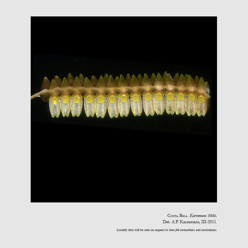 Lepanthopsis floripecten