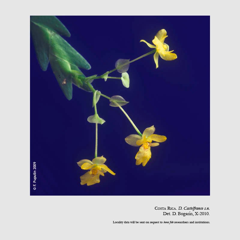Lockhartia micrantha
