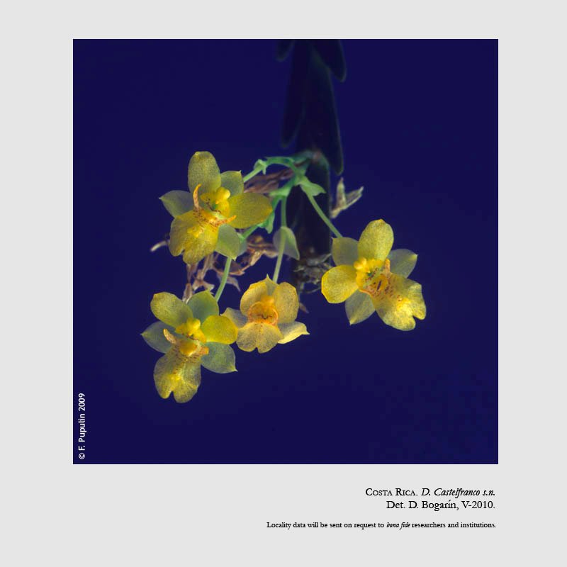 Lockhartia micrantha