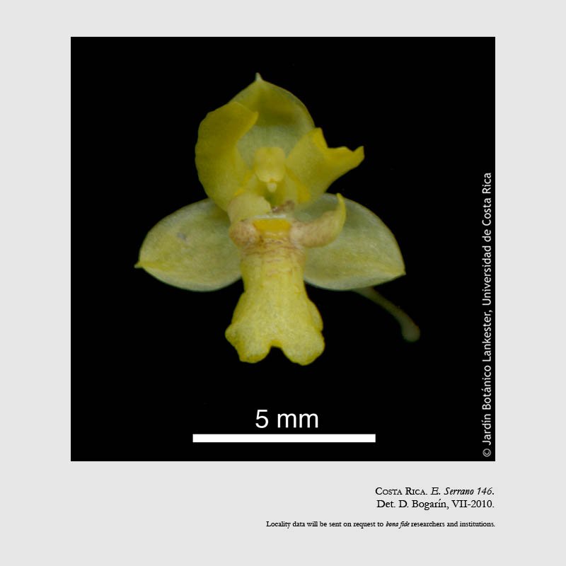 Lockhartia micrantha