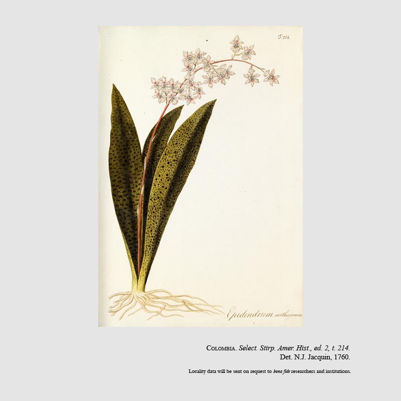 Lophiaris carthagenensis