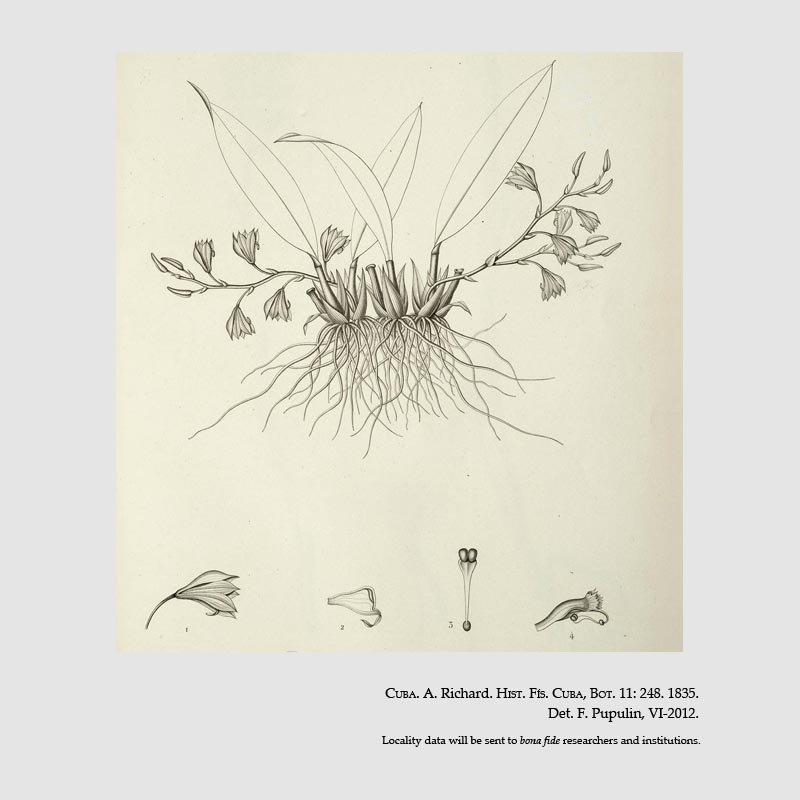 Macradenia lutescens