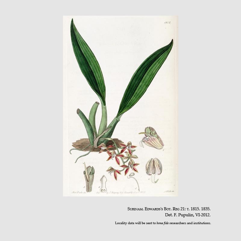 Macradenia lutescens