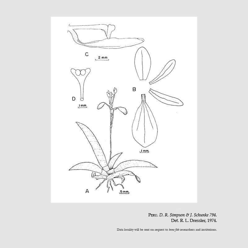 Macroclinium aduncum
