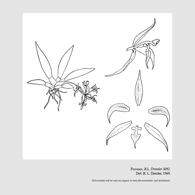   Macroclinium junctum