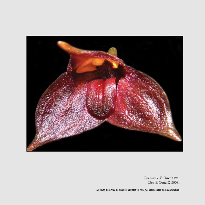 Masdevallia andreae