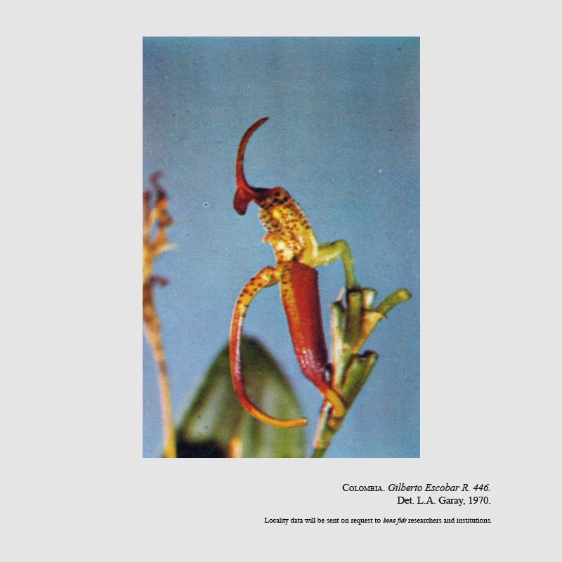 Masdevallia anisomorpha