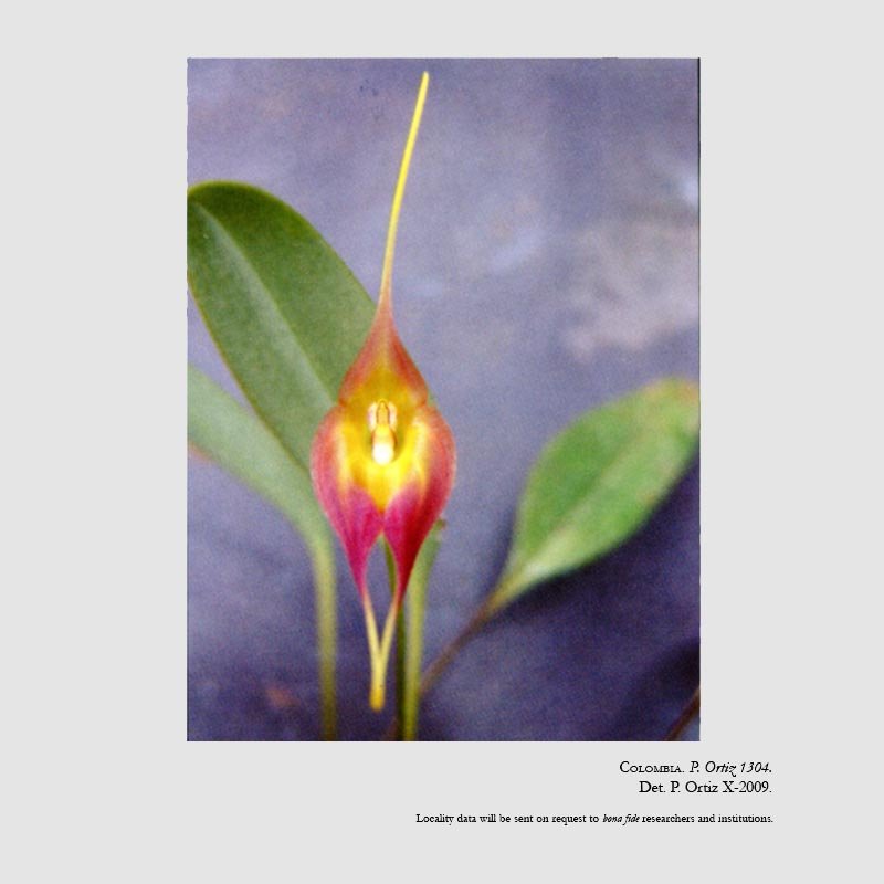 Masdevallia carrillana