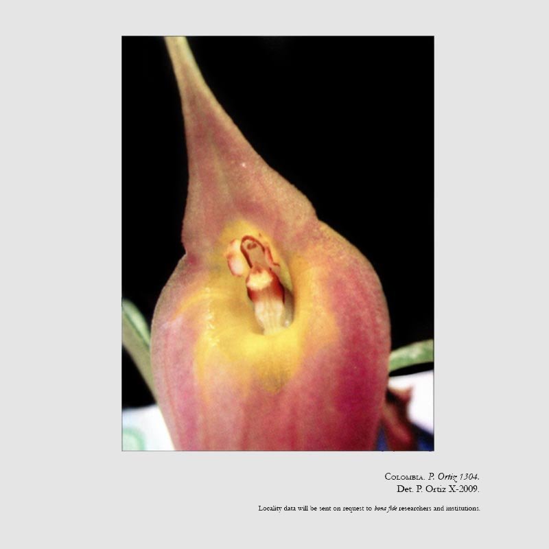 Masdevallia carrillana