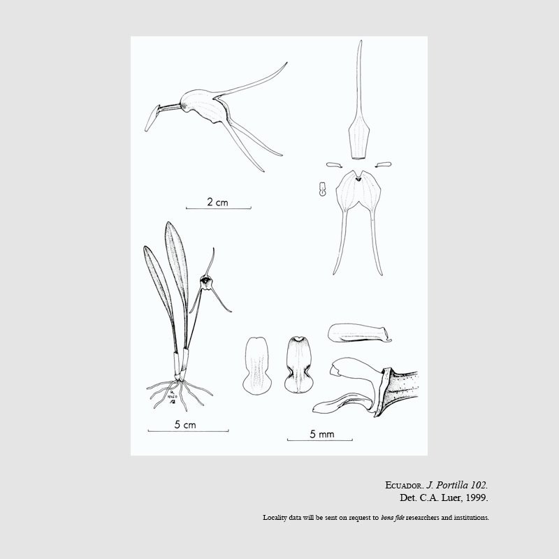 Masdevallia crassicaulis