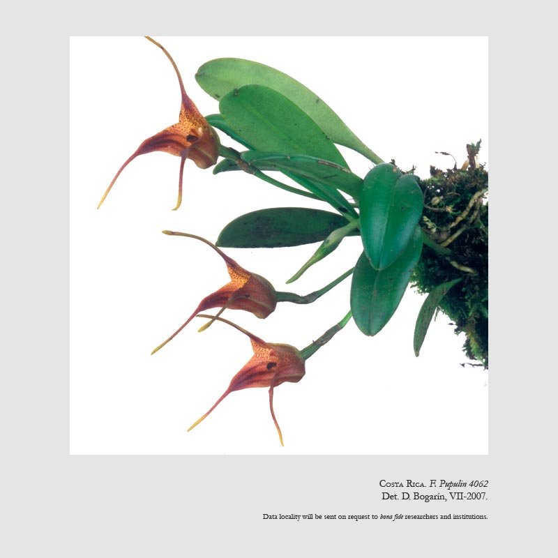 Masdevallia cupularis