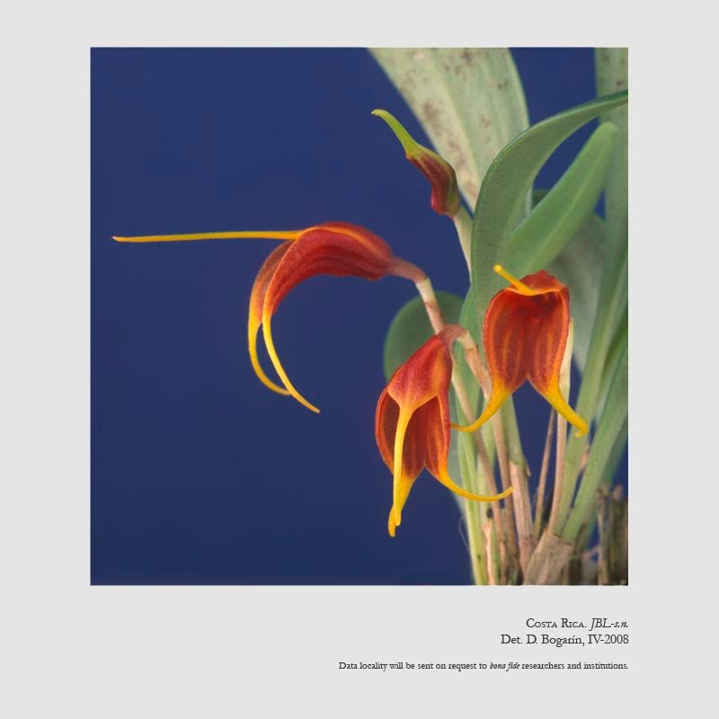 Masdevallia demissa