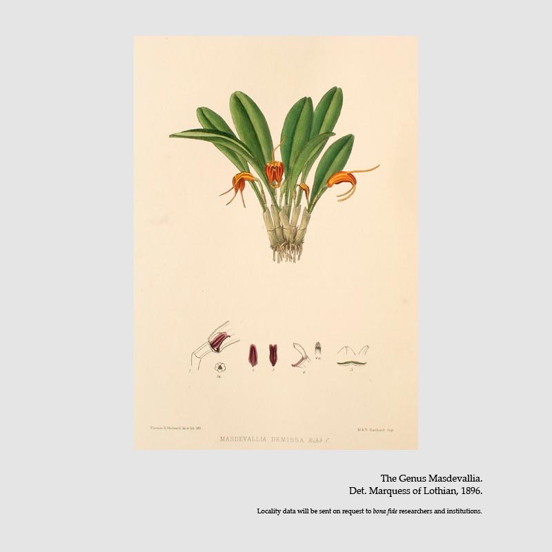 Masdevallia demissa