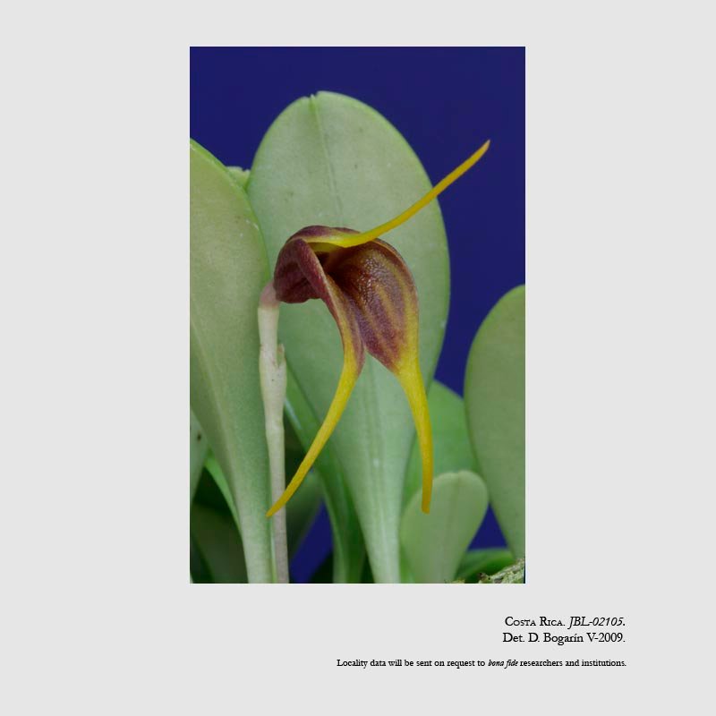 Masdevallia demissa