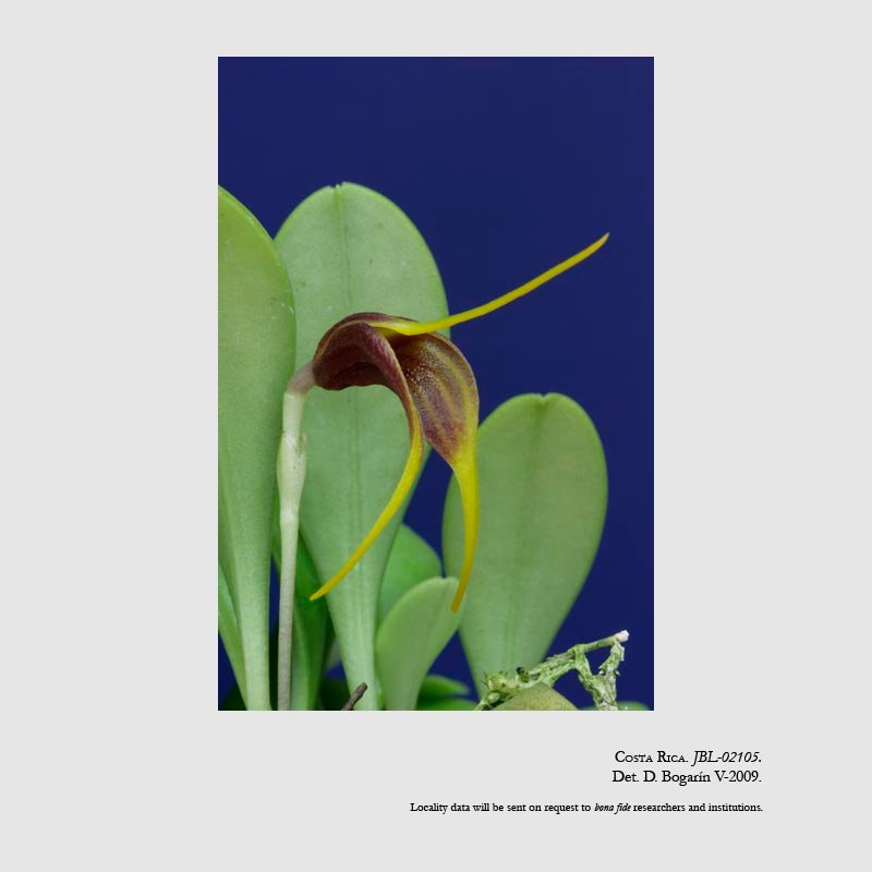 Masdevallia demissa
