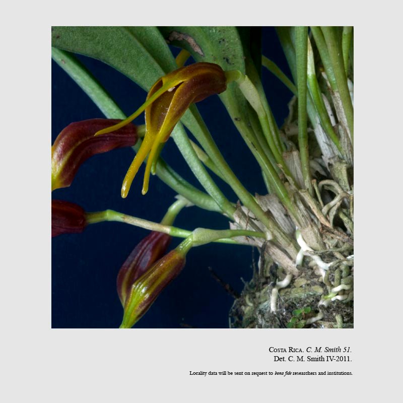 Masdevallia demissa