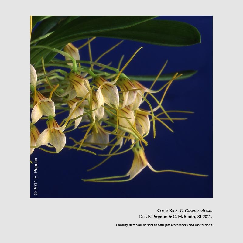 Masdevallia fonsecae