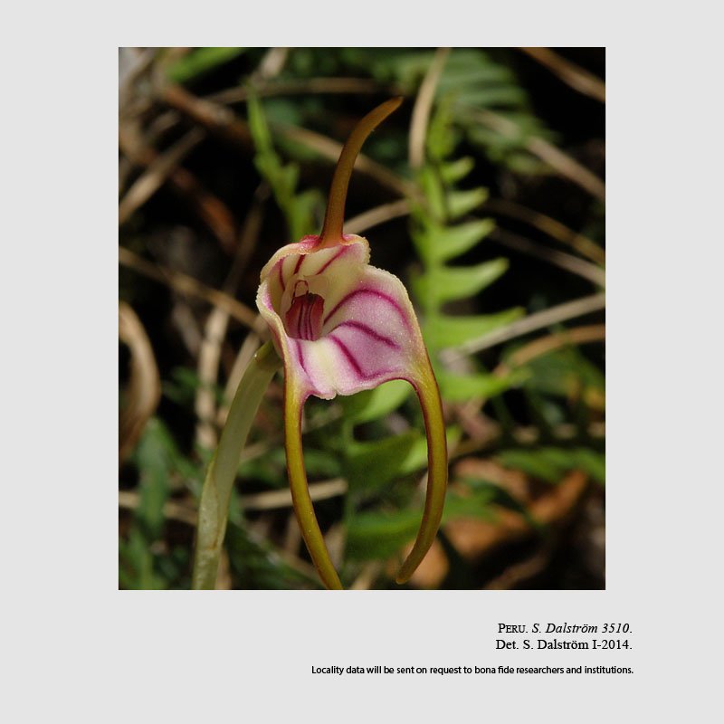 Masdevallia hortilankesteriani