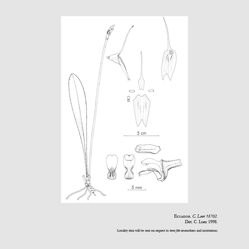 Masdevallia martiniana