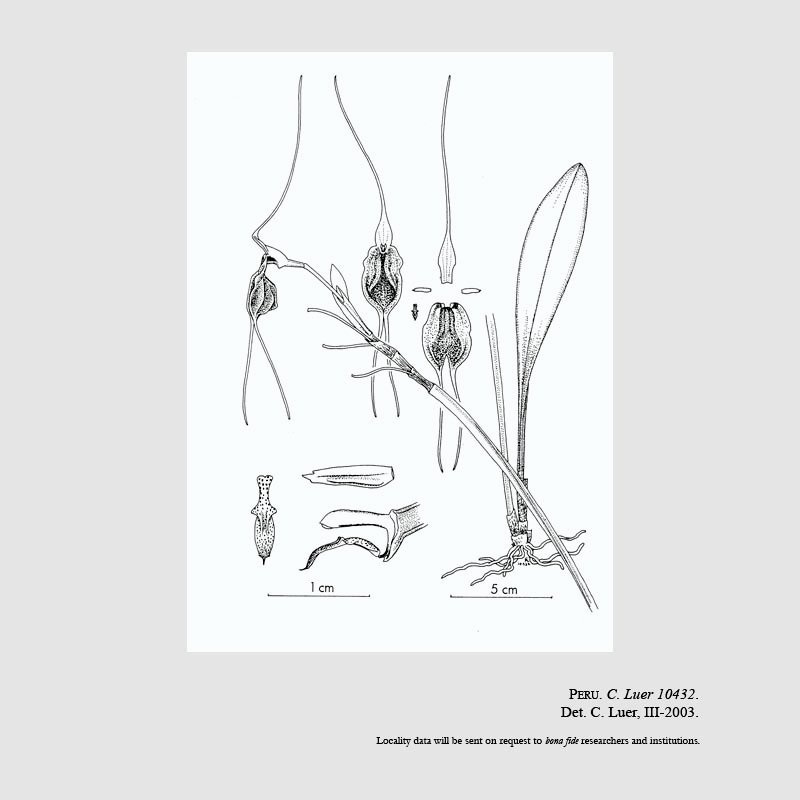 Masdevallia plynophora