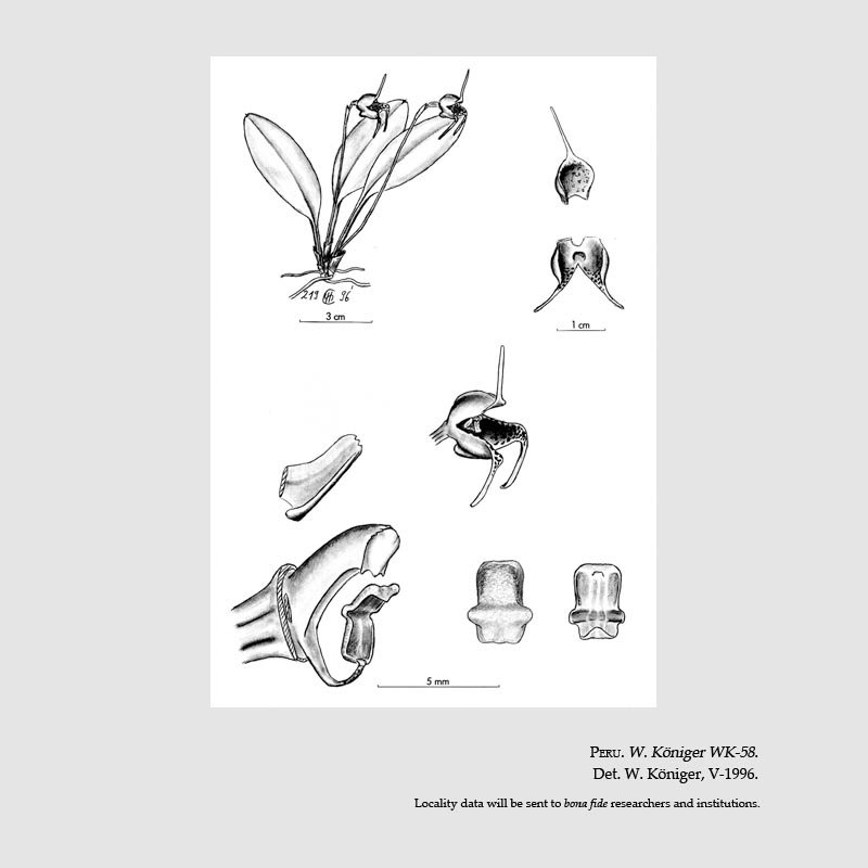 Masdevallia popowiana