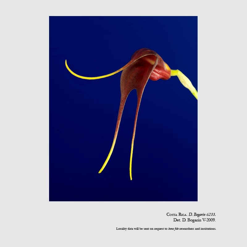 Masdevallia rolfeana