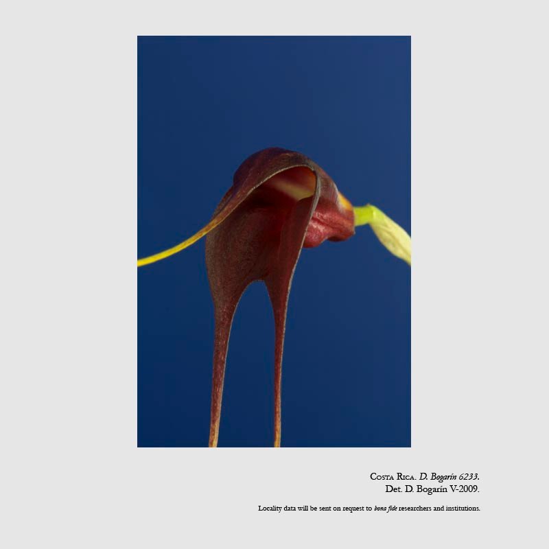 Masdevallia rolfeana