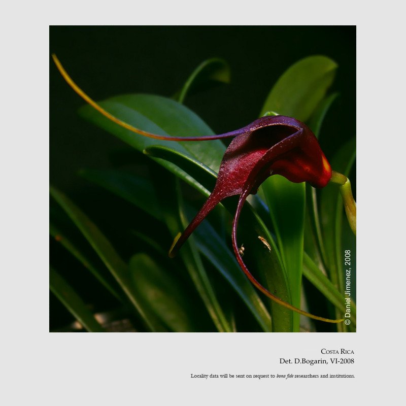 Masdevallia rolfeana 