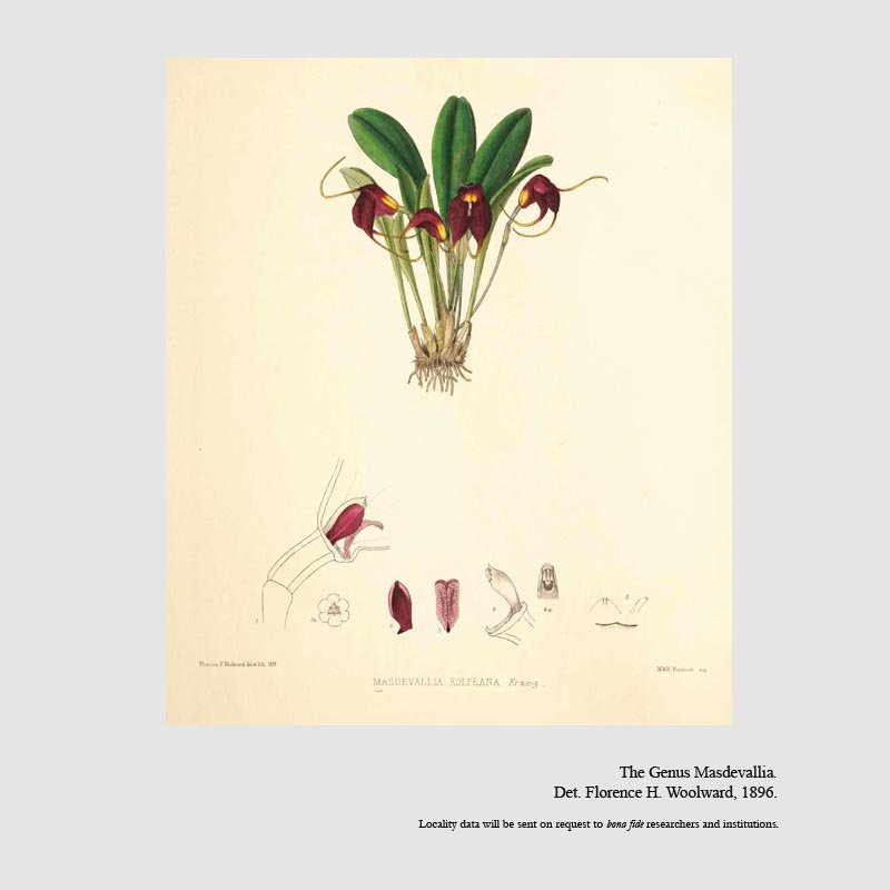 Masdevallia rolfeana