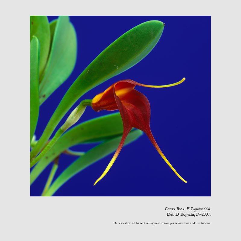 Masdevallia rolfeana 
