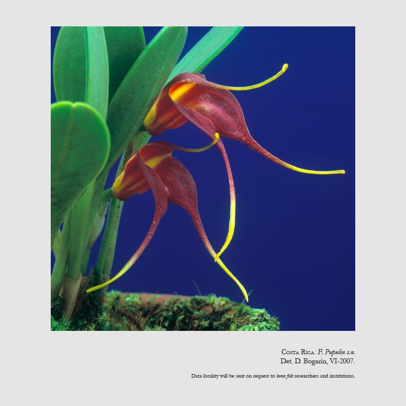 Masdevallia rolfeana 