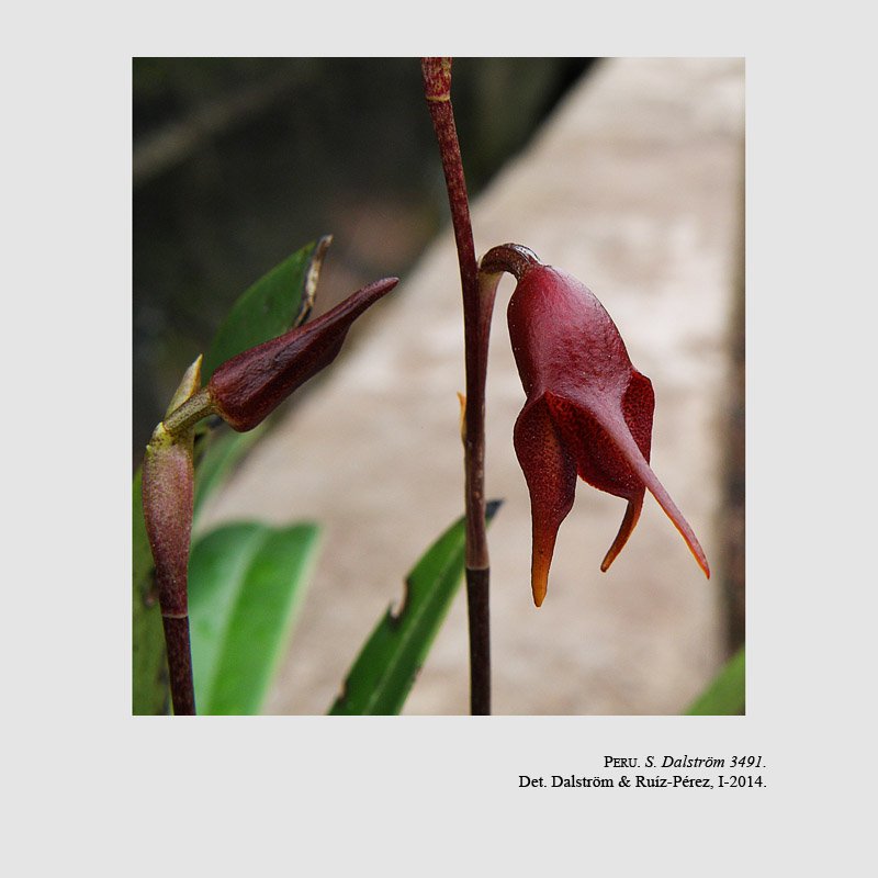 Masdevallia rugosilabia