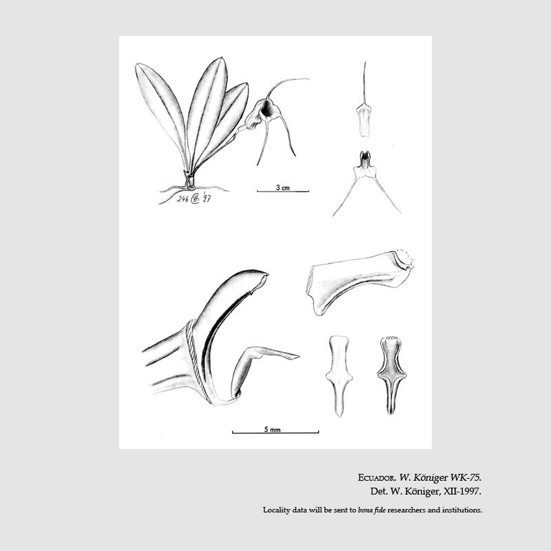 Masdevallia santiagoorum