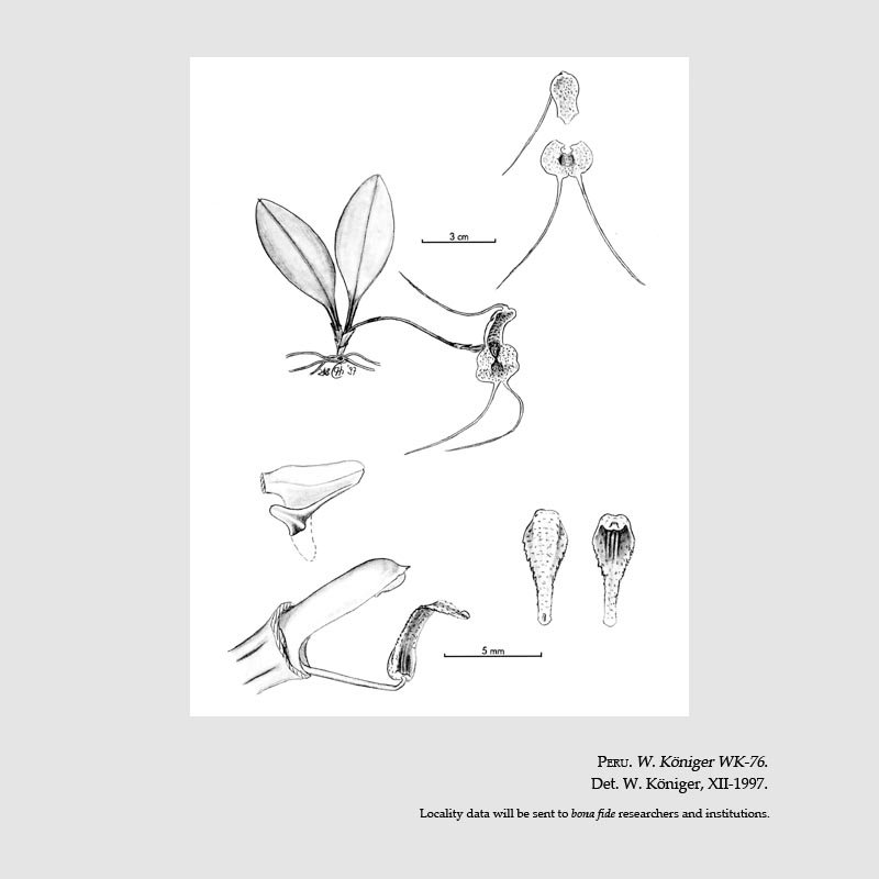 Masdevallia shiraishii