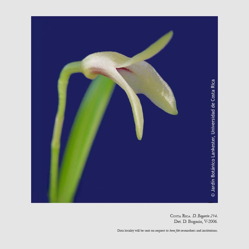 Masdevallia tubuliflora