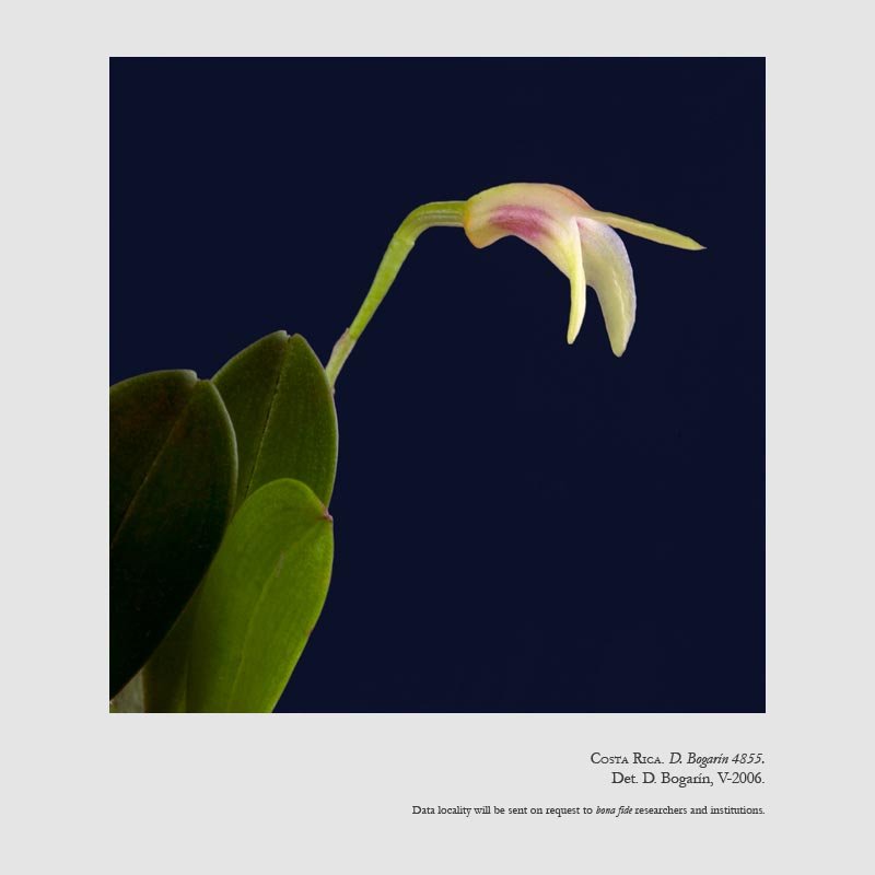 Masdevallia tubuliflora