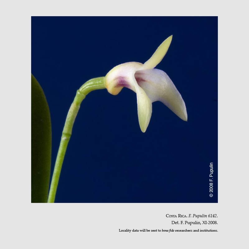 Masdevallia tubuliflora