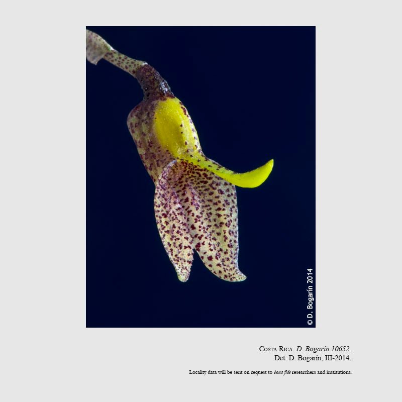 Masdevallia utriculata