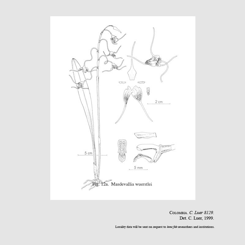 Masdevallia wuerstlei