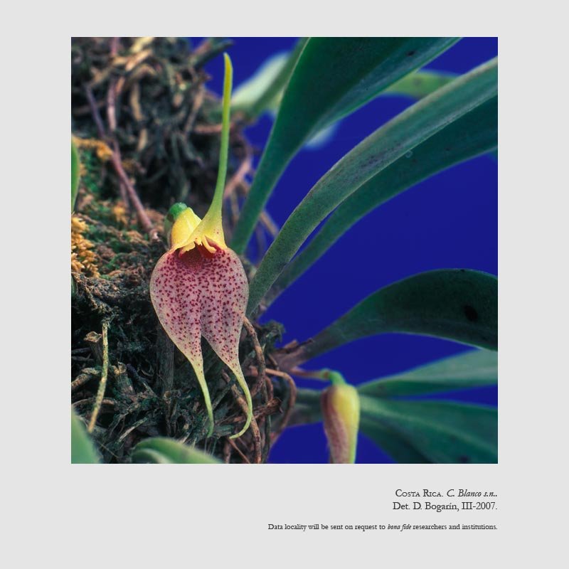 Masdevallia zahlbruckneri
