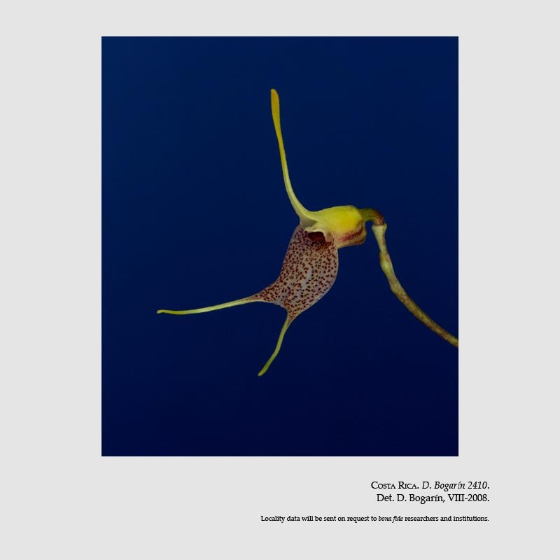 Masdevallia zahlbruckneri