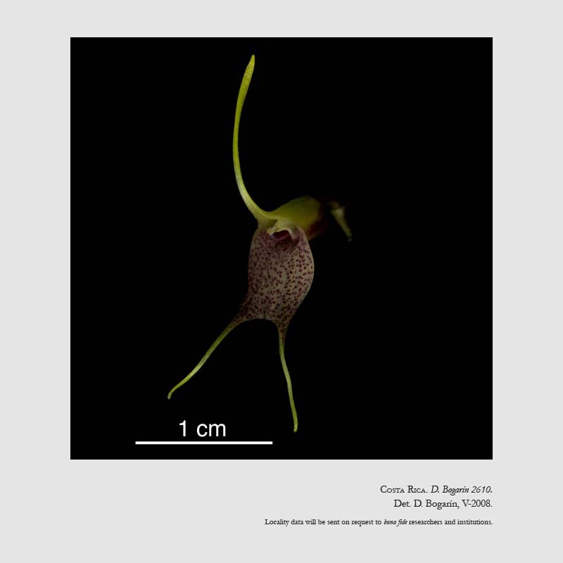 Masdevallia zahlbruckneri