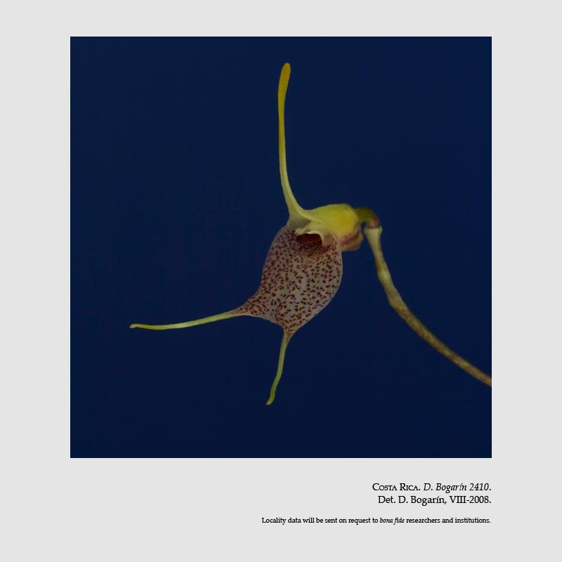 Masdevallia zahlbruckneri