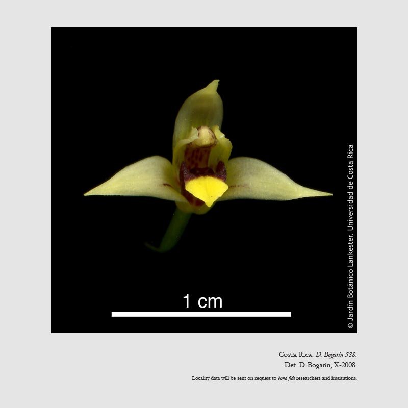 Maxillariella acervata