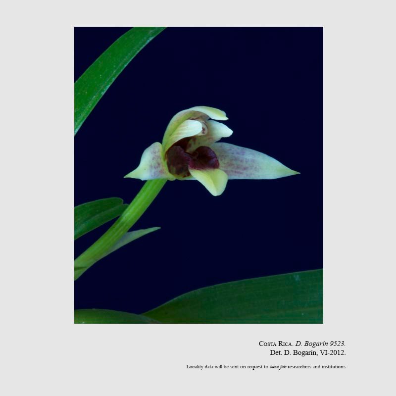Maxillariella acervata