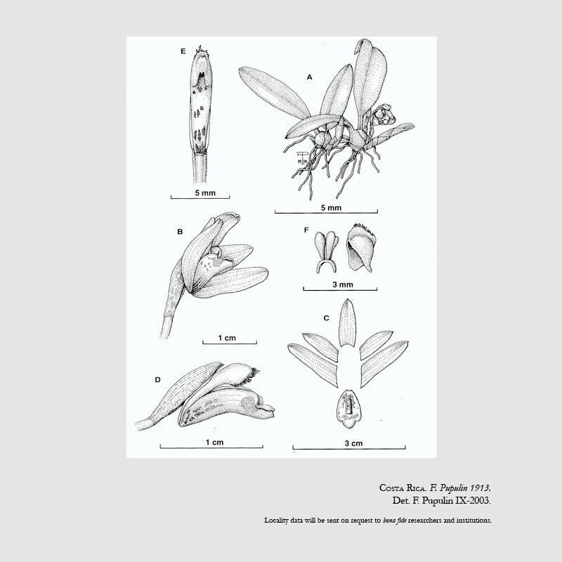 Maxillaria atwoodiana