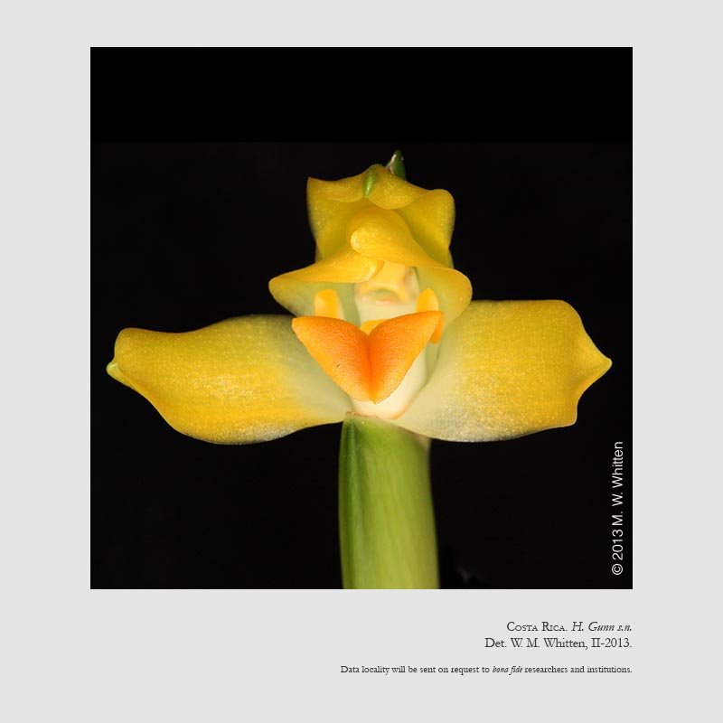 Maxillaria cacaoensis