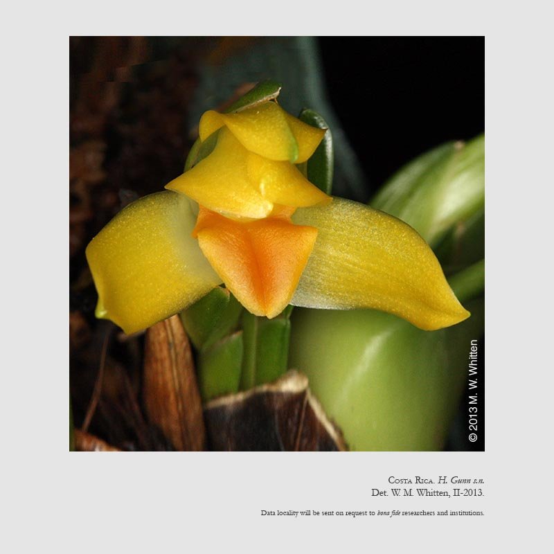 Maxillaria cacaoensis